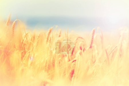 Photo for Field, nature and wheat grass in countryside for environment, ecosystem and landscape conservation. Natural background, wallpaper and plant, rye and barley growing for agriculture, farming or ecology. - Royalty Free Image