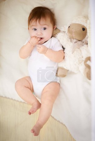 Photo for Baby, nursery and rest with sheep in home, above and healthy with growth, development and relax in morning. Infant, child and newborn with lamb doll, toys and bite finger in bedroom at family house. - Royalty Free Image
