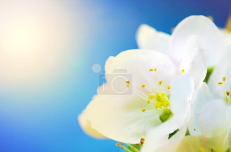 Téléchargez les photos : Ciel bleu, fleur et Lilly avec soleil de plante naturelle en fleur, fleur ou germe sur la saison estivale. Gros plan de pétales blancs et de feuilles florales dans la nature extérieure ou le jardin par une journée ensoleillée. - en image libre de droit
