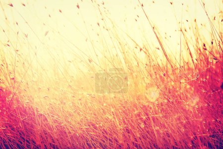 Photo for Field, nature and wheat in meadow for environment, ecosystem and landscape conservation. Natural background, wallpaper effect and grass, rye and barley growing for agriculture, farming and ecology. - Royalty Free Image