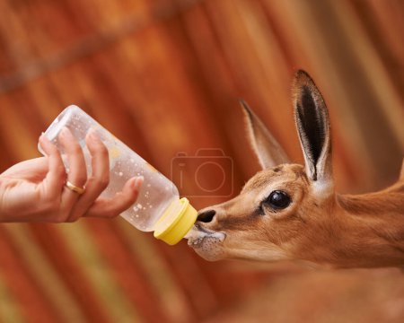 Photo for Baby springbok, bottle feeding and milk, animal care and wellness with vet person or volunteer for help. Health, nature and safety of wildlife with liquid food for nutrition, young buck with meal. - Royalty Free Image