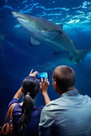 Foto de Pareja, acuario y foto de tiburón, display y celular para la captura de recuerdos. Tecnología, fotografía y medios sociales para hombres y mujeres casados, animales o centros de rescate para la vida marina. - Imagen libre de derechos