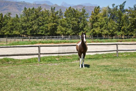 Horse, farm and pet on grass with fence on ranch with healthy development of animal for agriculture or equestrian. Colt, pony and young thoroughbred mustang in summer, field and walk on land in Texas.