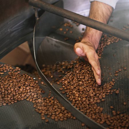Téléchargez les photos : Les grains de café, la machine et les mains dans l'industrie pour la production, le broyage et le rôti avec la saveur, l'exportation ou l'assurance de qualité. Personne, usine et fabrication de caféine avec bouillon organique pour l'écologie. - en image libre de droit