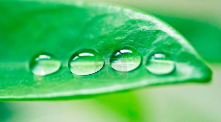 Photo for Water drops, leaves and plant in nature, environment or outdoor on a green background in summer. Condensation, droplet and liquid with morning dew, abstract texture or color closeup on mockup space. - Royalty Free Image