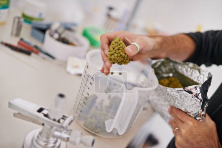 Hands, beer manufacturing with hops or barley in measuring cup, factory or brewery for craft drink. Natural ingredients, organic and distillery, person and alcohol production in lab for industry.