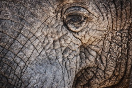 Téléchargez les photos : Éléphant, gros plan et œil d'animal dans la nature avec un safari durable ou la conservation de l'environnement. Naturel, sanctuaire et protection de l'écologie en Afrique avec une expérience écologique. - en image libre de droit