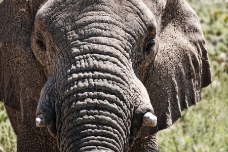 Téléchargez les photos : Éléphant, gros plan et défenses d'animaux dans la nature avec un voyage safari durable ou la conservation de l'environnement. Protection de la nature, de l'ivoire et de l'écologie en Afrique avec une expérience écologique au sanctuaire. - en image libre de droit
