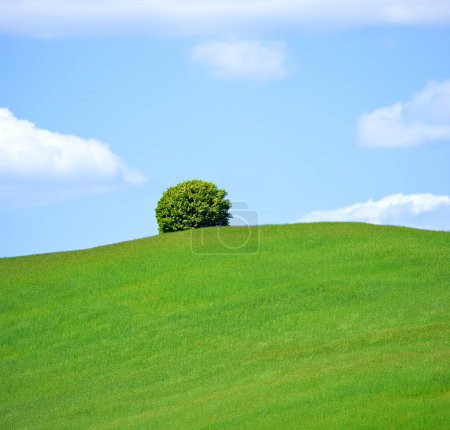 Photo for Landscape, tree and sky in countryside in nature, field and grass for ecology or sustainability on hill. Green, environment and outdoor for scenery in horizon with bush, peace and rural in Italy. - Royalty Free Image