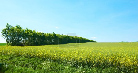 Foto de Flores, naturaleza con paisaje de viaje o granja, prado o campo en Alemania con ecología, crecimiento y sostenible. Medio ambiente, tierra y entorno natural con cielo azul en el campo para la biodiversidad. - Imagen libre de derechos