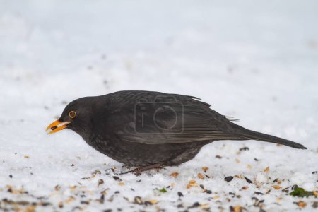 Photo for Black, bird and hungry in nature with ice for winter, wildlife and natural habitat or environment for animal. Blackbird, survival and outdoors in cold weather in Europe for adaptation and snow. - Royalty Free Image