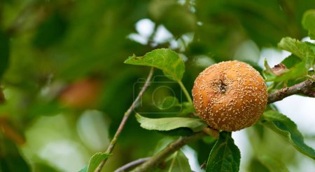 Photo for Rotten apple, tree and orchard in closeup for growth in nature with agriculture, nutrition or food production. Outdoor, farming and spoiled fruit with bad crop, fail and fungi on plant in countryside. - Royalty Free Image