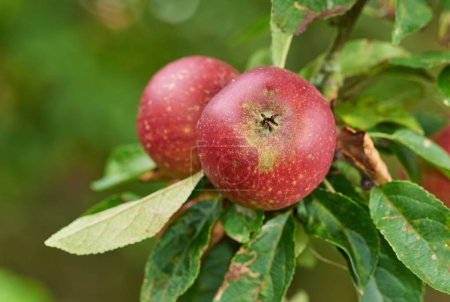Photo for Apple, farming and leaves in closeup at orchard, nutrition and food production in countryside. Growth, red fruits and plant for agriculture for sustainability, tree and ecology for organic produce. - Royalty Free Image