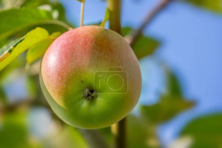 Photo for Apple, farm and tree with growth in closeup with agriculture, nutrition and food production. Orchard, farming and leaves with fruit, crops and development for healthy diet with agro sustainability. - Royalty Free Image