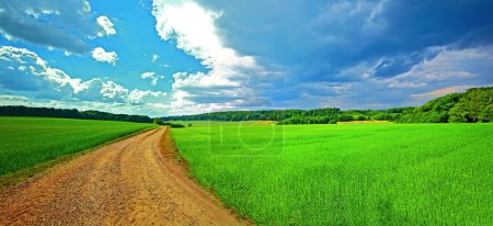 Photo for Farmland, road and trees with grass in environment for conservation, travel or roadtrip and landscape. Grassland, street or cornfield with field, sustainability or ecosystem for countryside adventure. - Royalty Free Image