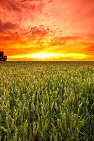 Photo for Sunset, sky and wheat on landscape for farming, nature and field with agriculture, sustainability for growth and environment. Meadow, Switzerland countryside and ecosystem with biodiversity and land. - Royalty Free Image