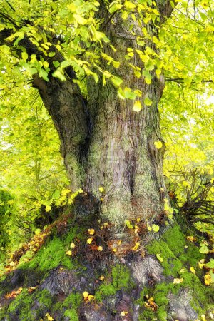 Tree, leaves and nature in forest with moss for Spring, environment or countryside and park. Hardwood, foliage or beauty in jungle or landscape with peace, green or ecology in Grove of Titans or USA.
