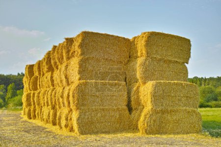 Photo for Grass, bale and stack of hay in field from harvest of straw in summer on farm with agriculture. Farming, haystack and collection of grazing from sustainable growth in countryside and pasture. - Royalty Free Image