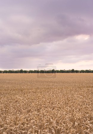 Photo for Wheat field, closeup and growth in nature for production, agriculture or eco friendly farm harvest. Grass, plant and supply chain farming for agro, rice or countryside, environment and sustainability. - Royalty Free Image
