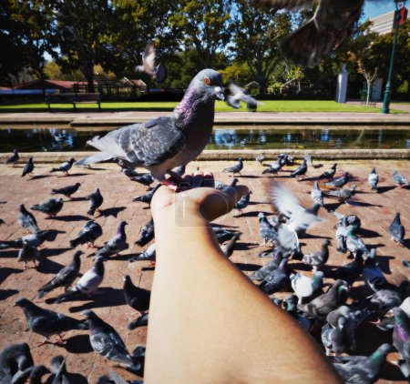 Photo for Person, hand and rock pigeon in park for bird, feed and fly with wings for wildlife, nature outdoor and pond. Animal, flock and environment and feeding for compassion, care or kindness in Berlin pov. - Royalty Free Image