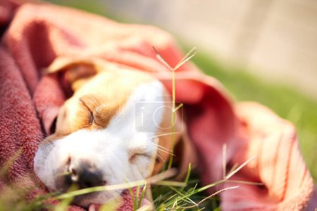 Foto de Hierba, perro y cachorro dormido en manta para adopción, refugio de rescate y cuidado de animales. Lindo, mascotas y adorable pitbull al aire libre para cansarse, descansar y relajarse en el medio ambiente, césped y la naturaleza por la mañana. - Imagen libre de derechos