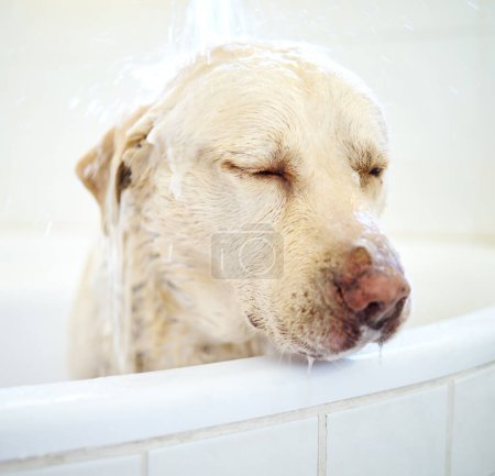 Photo for Shower, dog and cleaning in bathroom in home for wellness, hygiene or health of animal. Pet, bathtub and washing labrador retriever in water for grooming hair or care of cute canine in apartment. - Royalty Free Image