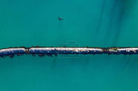 Ocean, aerial and water with seals on pipeline in nature for environment, ecology and oil transportation. Drone, metal and sea with marine animal on gas pipe for ecosystem, habitat and travel.