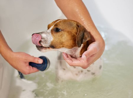 Photo for Person, hands and dog or bath in home for cleaning in water with shampoo for health, wellness or hygiene. Per owner, animal and Jack russell terrier in apartment or washing bacteria, grooming or care. - Royalty Free Image