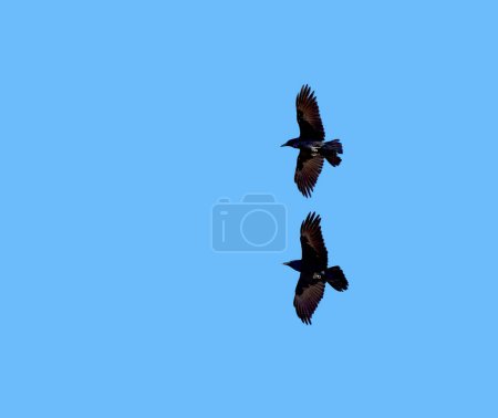 Photo for Flight, freedom and birds on blue sky together, animals migration and travel in air. Nature, wings and crows flying in formation with calm mockup space, tropical summer and wildlife with feathers. - Royalty Free Image