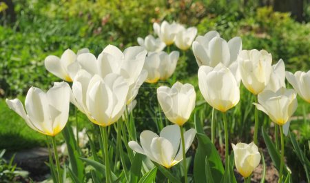 Téléchargez les photos : Nature, printemps et fleurs dans le champ avec paysage naturel, fleur du matin et zen floral. Croissance, paix et tulipes jaunes avec jardin verdoyant, campagne et environnement durable - en image libre de droit