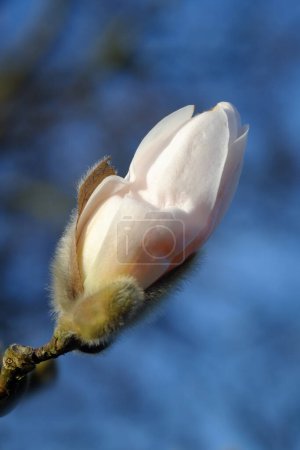 Photo for Bud, nature and sky with flower, Japan and spring with nature and environment with sunshine and growth. Plants, closeup and earth day with leaf or sustainability with summer and floral with fresh air. - Royalty Free Image