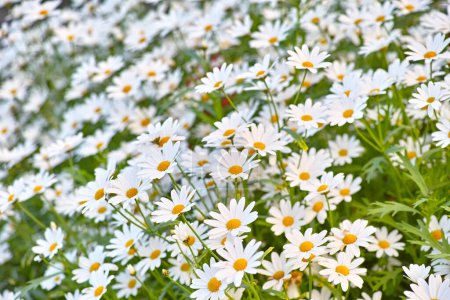 Photo for Flowers, daisies and field in nature in the countryside, environment and park in summer. Leaves, white plant and meadow at garden outdoor for growth, ecology and natural floral bloom with closeup. - Royalty Free Image