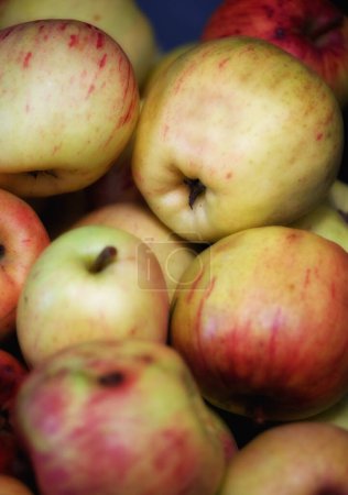 Photo for Apples, bunch and fresh nature closeup, picked fruit for growth with vitamins and organic benefits. Agricultural, harvest season or nutrition for summer market, healthy choice for diet snack or fibre. - Royalty Free Image