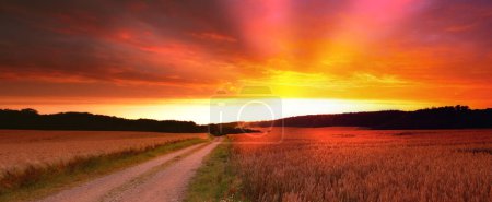 Photo for Wheat field, sunset and landscape for agriculture environment on dirt road for harvesting, countryside or outdoor. Farmland, horizon and land ecology for small business growth, meadow or banner. - Royalty Free Image