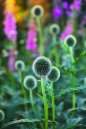 Globe thistle, plant and nature in spring meadow or closeup, fresh and natural wild vegetation. Ecology and pollen flower or biodiversity for environmental sustainability in garden grow or earth day.