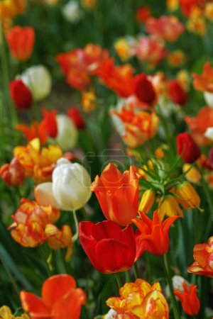 Photo for Red, tulips and nature for garden or landscape of spring blossom, growth and plants in closeup or zoom. White and orange flowers or lily for natural background with color, greenery or meadow in park. - Royalty Free Image