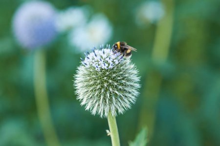 Chardon, fleur et abeille dans la prairie à la campagne, champ et paysage par des plantes en arrière-plan. Jardin botanique, pâturage et échinops par pétales avec pollen en fleurs dans la cour, la brousse ou la nature.