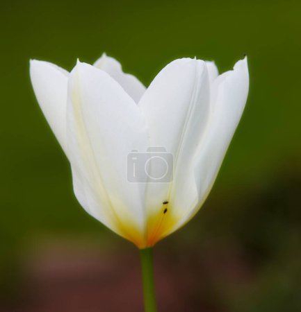 Foto de Flower, tulip and calm in outdoor nature, horticulture and conservation of meadow or garden. Plant, petal and growth in countryside for ecology, spring blossom and botany for sustainable environment. - Imagen libre de derechos