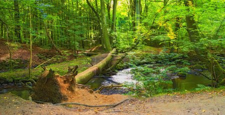 Photo for Landscape, woods and river in creek with trees, bush and environment in sunshine with green plants. Forest, water and stream with growth, sustainability and ecology for swamp, summer and countryside. - Royalty Free Image
