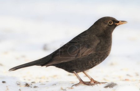 Bird, snow and nature with winter, ice and wildlife for ornithology and birdwatching. Blackbird, closeup and animal. with feather, wings and frost in habitat outdoor for food and europe fauna.