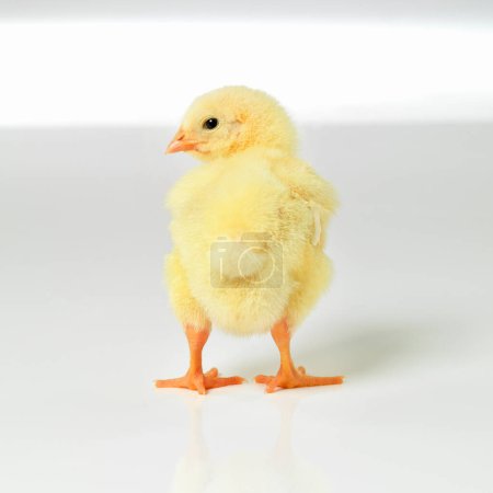 Photo for Newborn, chick and cute in studio with isolated on white background, alone and small animal in yellow. Baby, chicken and nurture for farming in agriculture, nature and livestock for sustainability. - Royalty Free Image