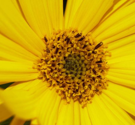Dwarf sunflower, flower closeup and nature with environment, spring and natural background. Ecology, landscape or wallpaper with plant in garden or park, growth and yellow with blossom for botany.
