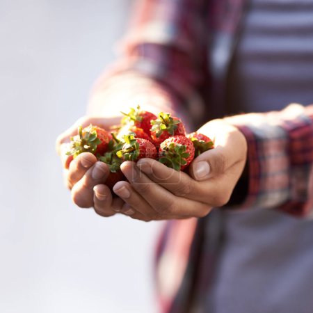 Photo for Strawberry, closeup and person with nutrition, hands and harvest with sustainability and agriculture. Finger, farmer and vegan with fruit and wellness for health and diet with vegetarian gardener. - Royalty Free Image
