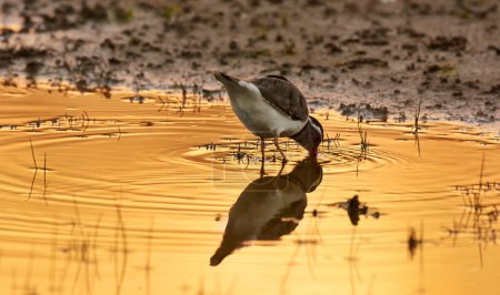 Bird, water and drink in natural habitat for conservation, ecosystem and environment for wildlife. Killdeer, urban and sunset with wetland in California, nature and indigenous animal in lake