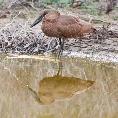 Bird, wetland and stand in natural habitat for conservation, ecosystem and environment for wildlife. Hammerhead or hamerkop, Africa and river in Madagascar, nature and feathered animal in lake