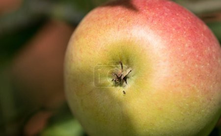 Photo for Apple, fruit and healthy to eat for nutrition in farm, fall and summer in October for fresh harvest. Sunshine, closeup and natural with vitamins to enjoy for vegan or vegetarian and agriculture. - Royalty Free Image