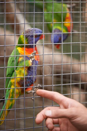Photo for Hand, person and parrots in a cage, nature and habitat with bird sanctuary, zoo and environment. Human, animals or ecology with feathers or wildlife in a park with garden, outdoor or sustainability. - Royalty Free Image