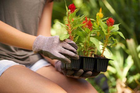Photo for Spring, hands and woman in a garden with flowers, plant or checking leaf growth closeup outdoor. Backyard, sustainability and female person zoom gardening outside for lawn, grass or Celosia Pampas. - Royalty Free Image
