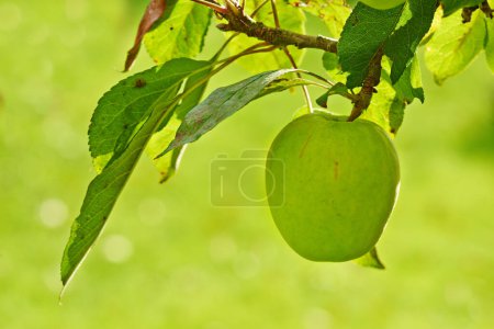Photo for Apple, tree and leaves on orchard in nature, outdoor for agriculture and sustainability with food for nutrition. Growth, environment and fruit farm, harvest and crops for wellness in countryside. - Royalty Free Image