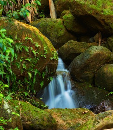 Foto de Río, naturaleza y cascada en el bosque, el agua y la tierra en el entorno forestal. Plantas, primavera y paisaje de selva pacífica en Puerto Rico, vegetación y área rural al aire libre para el ecosistema natural. - Imagen libre de derechos